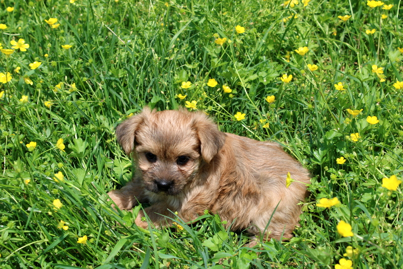 puppy, for, sale, Morkie, Matthew B. Stoltzfus, dog, breeder, Gap, PA, dog-breeder, puppy-for-sale, forsale, nearby, find, puppyfind, locator, puppylocator, aca